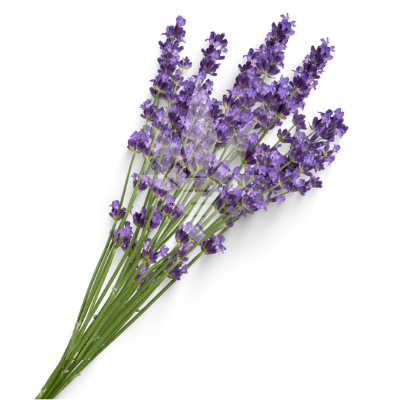 terpen_linalool